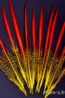 Faisan doré queue - 15-20 cm - rouge-jaune